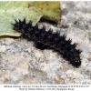 melitaea arduinna3 larva6c